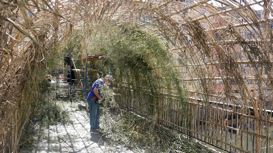 Rigau Jardiners prepara les15.000 canyes damunt l'Onyar.