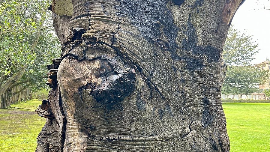 El árbol de la marquesa