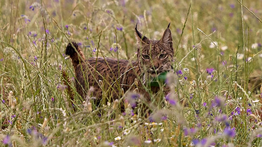 Dos ejemplares de linces ibéricos se soltaron en Toledo