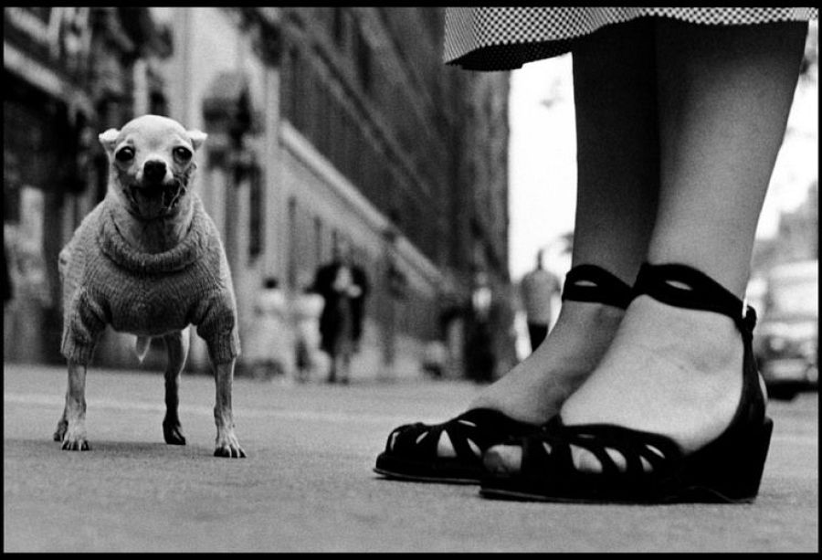 'Elliott Erwitt. La comedia humana' en la Fundación Canal