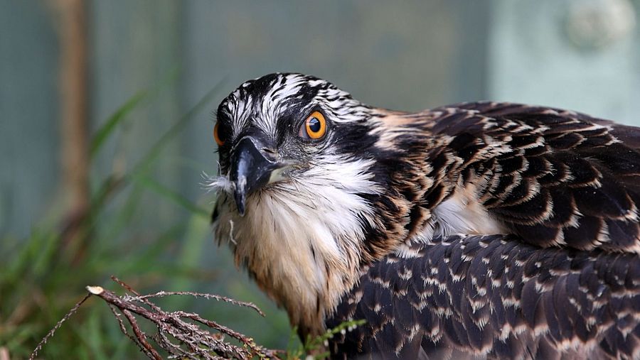 El águila pescadora fue perseguida hasta su extinción en Irlanda