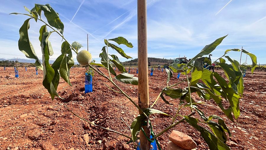 El pavoro, el nuevo fruto que se cultuva en La Rioja