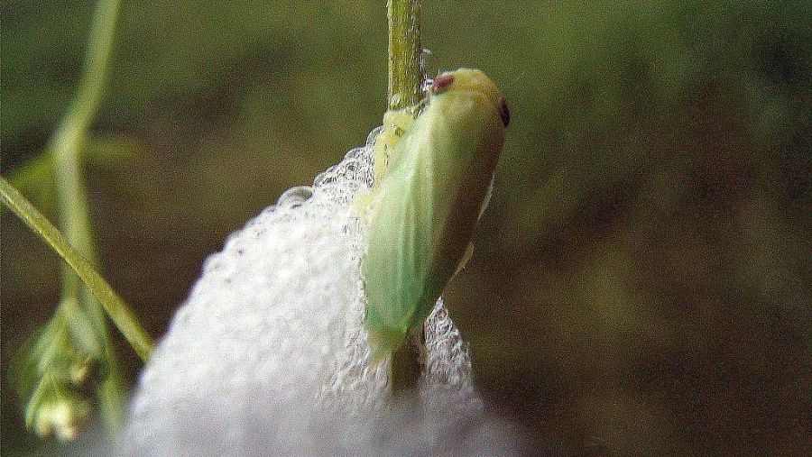 Imagen de una bacteria Xylella fastidiosa