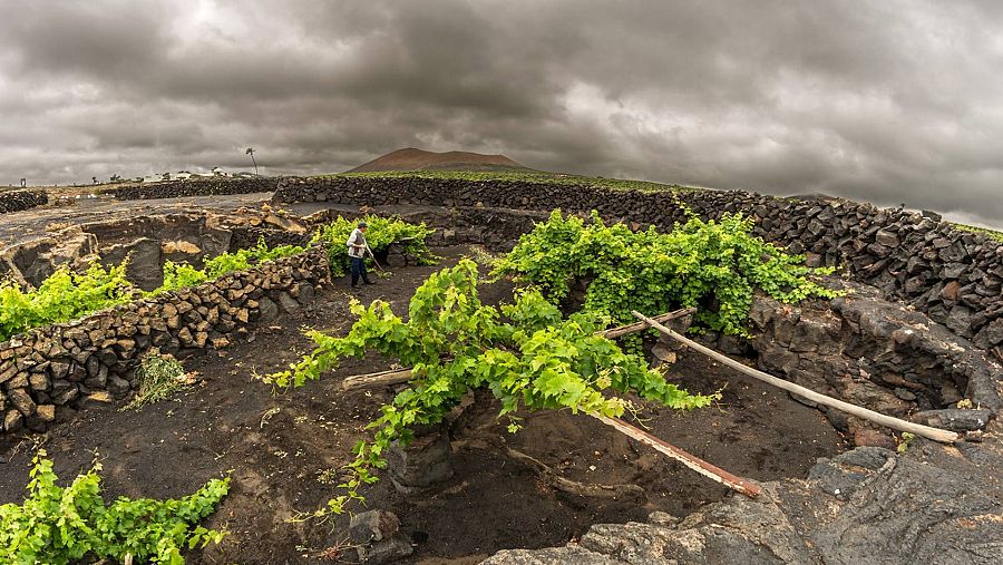 El Grifo: bodegas y viñas en Lanzarote