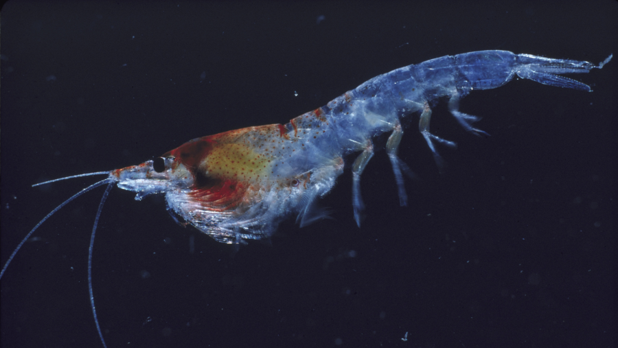 Sin caca no hay equilibrio: las heces de pingüinos protegen el ecosistema antártico