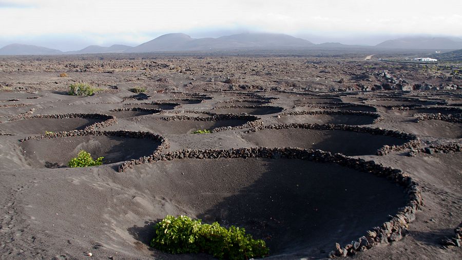 Viñedos de El Grifo en Lanzarote