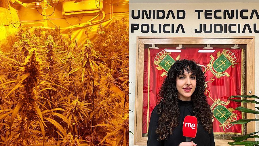 Izq: Plantación de marihuana incautada por la Guardia Civil. Dcha: capitán Elena C. Tejero, de la Unidad Técnica de Policía Judicial de la Guardia Civil