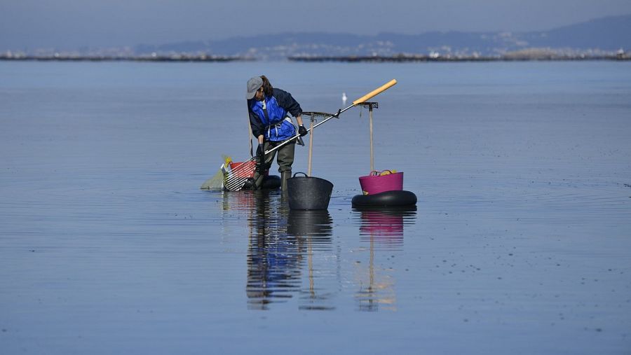 Las mujeres representan más del 63% de la fuerza laboral en el marisqueo.