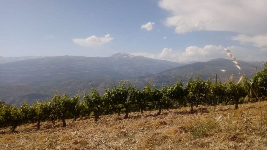 Los agricultores piden menos burocracia y un Pacto Verde realista