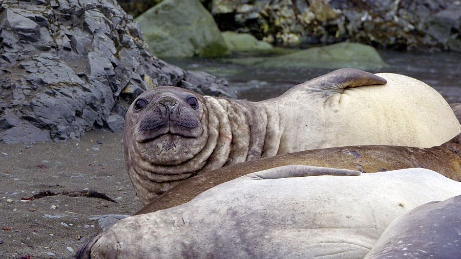 Foca cercana a una de las bases españolas en la Antártida