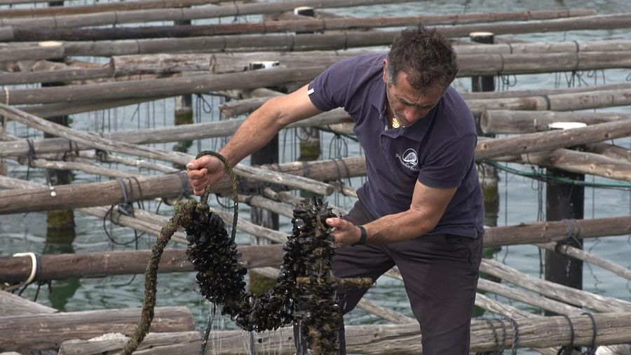 Mejillonero trabajando en el Delta del Ebro.