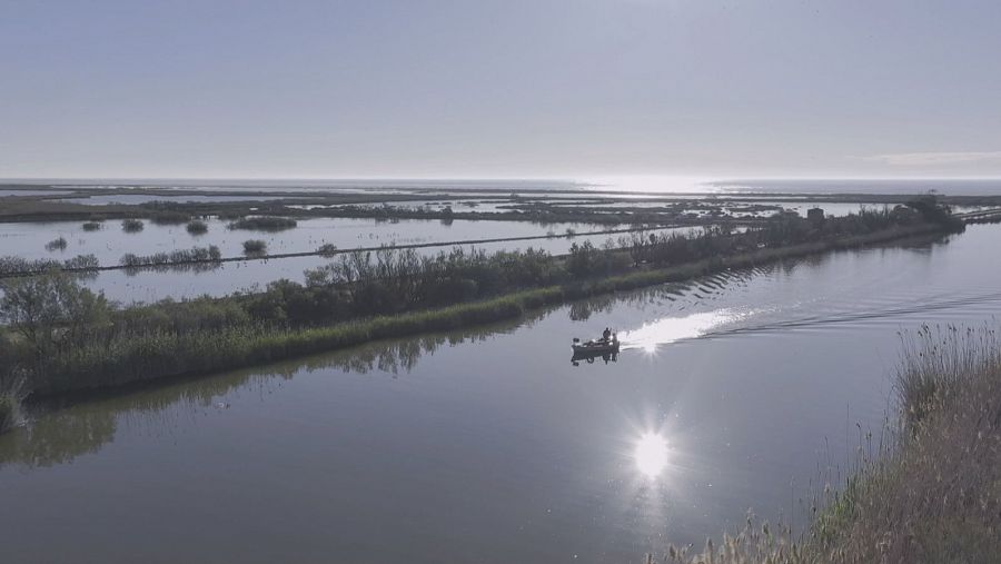 Los arrozales del Delta del Ebro