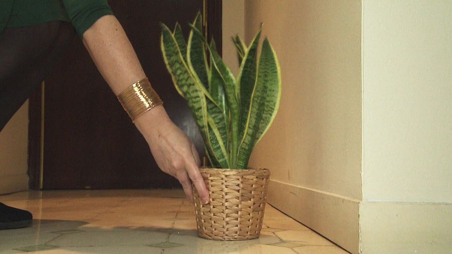 Rebedor: sansevièria