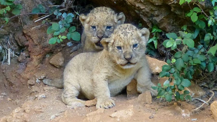 Los leoneos del Parque Cabárceno