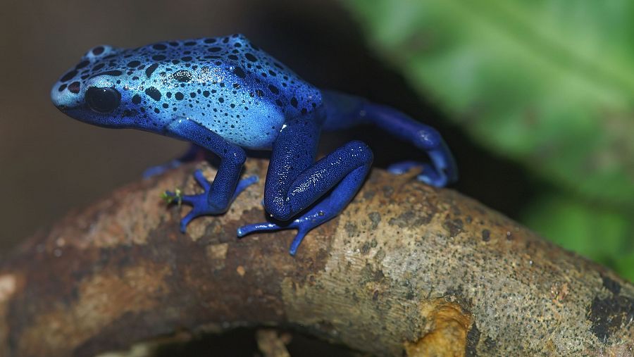 Rana flecha azul.