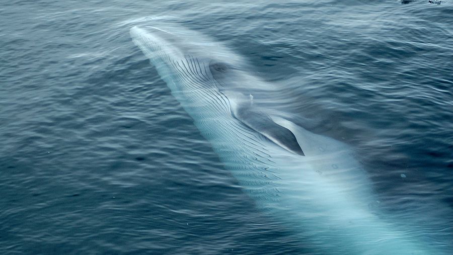 Los rorcuales comunes son la segunda ballena más grande del mundo