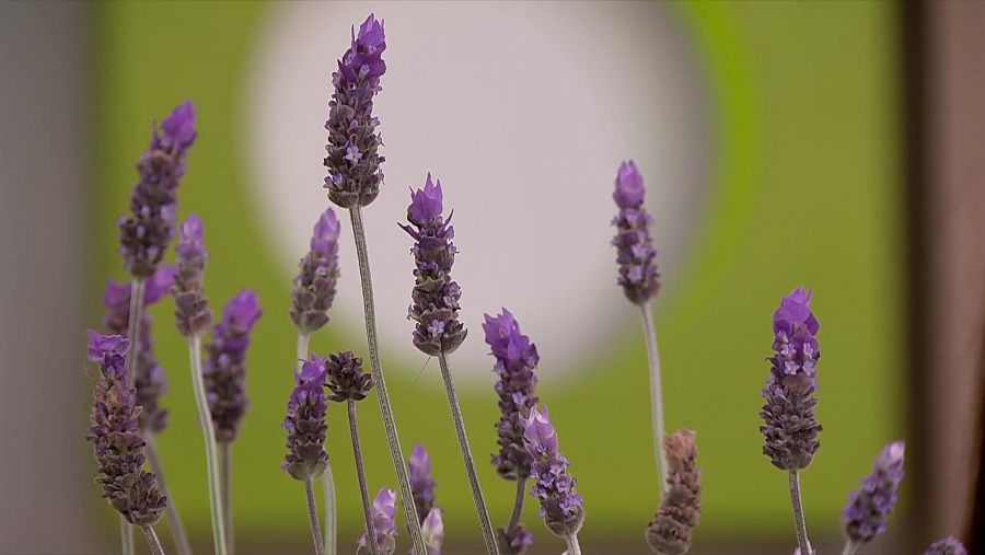 Plantes com la lavanda són molt efectives per repel·lir els mosquits.