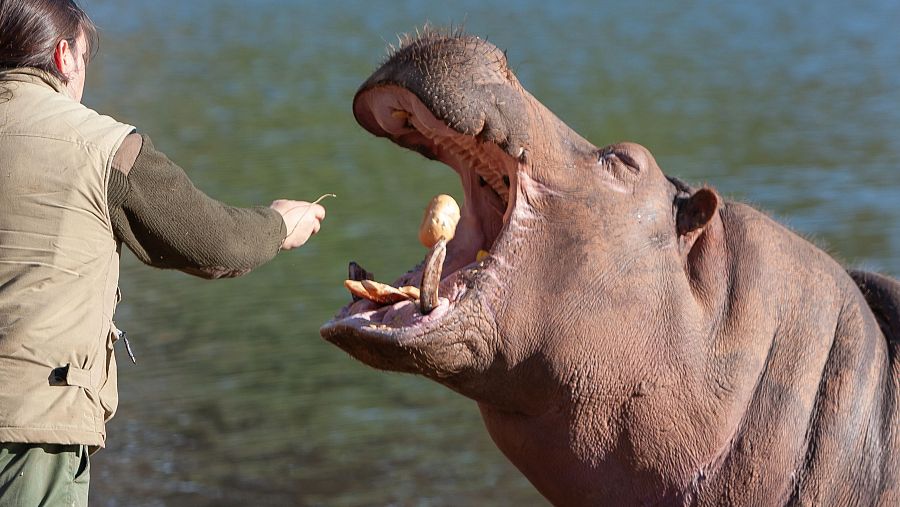 Hipopótamo en Cabárceno