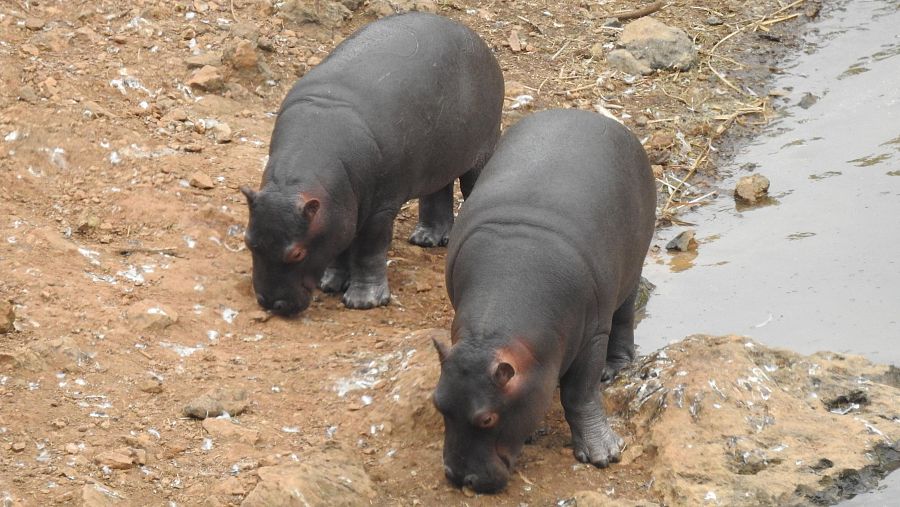 Hipopótamos en Cabárceno