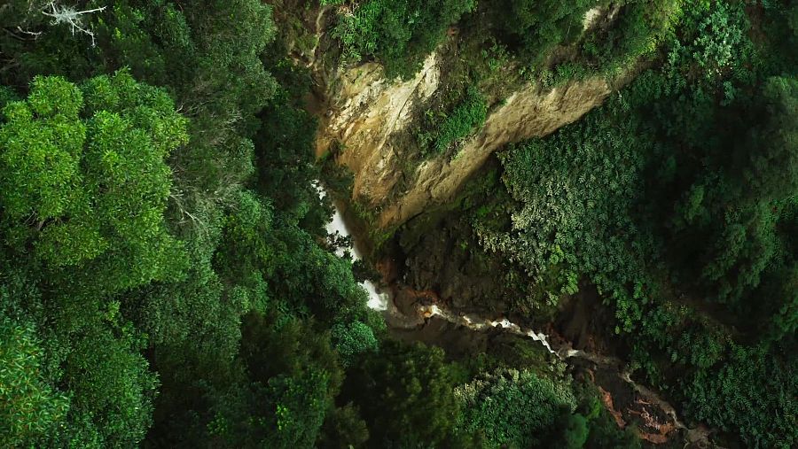 Intel·ligència vegetal