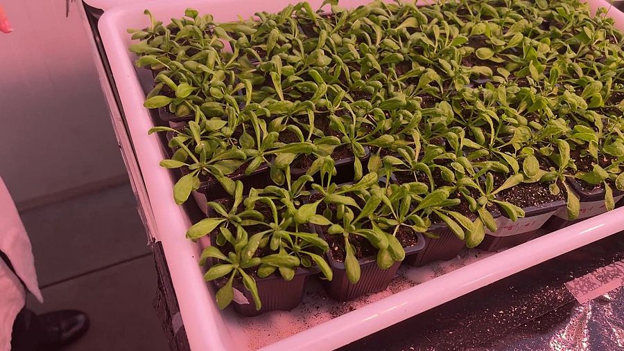 Estrès en les plantes