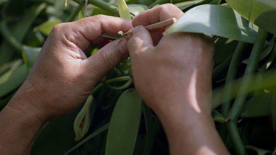 Plantas cultivadas