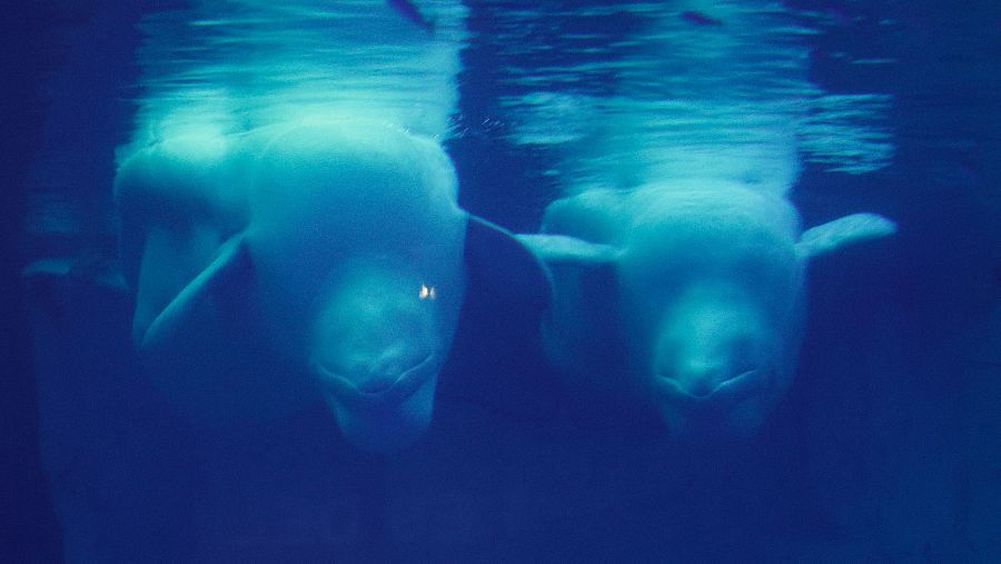 Belugas