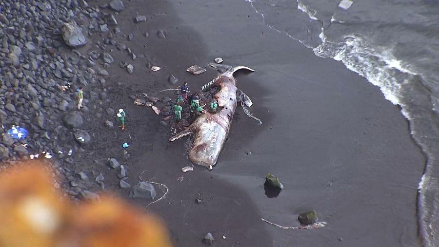 Entre uno y tres ejemplares de cachalotes mueren al año por colisión en el archipiélago canario
