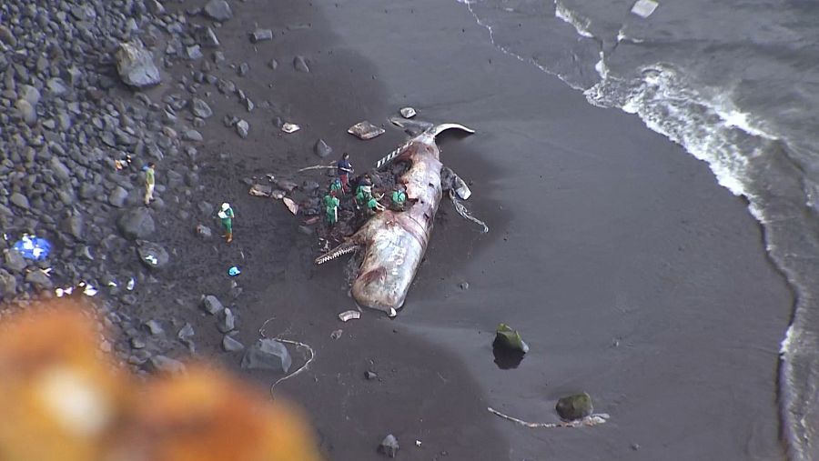 Entre uno y tres ejemplares de cachalotes mueren al año por colisión en el archipiélago canario