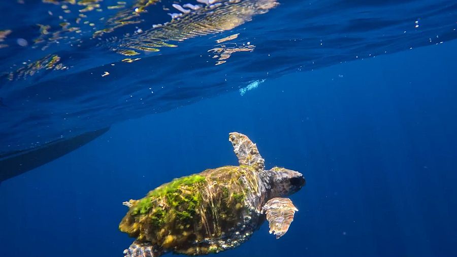 En la travesía en busca de cachalotes, el equipo del Escarabajo Verde rescata una tortuga boba