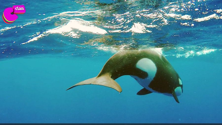 Imagen de la campaña de Clan para animar al cuidado de los océanos