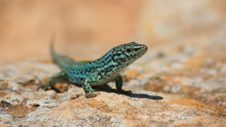 Lagartija de las Pitiusas