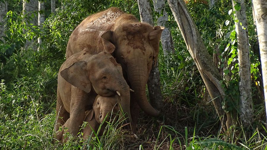 ICN alerta sobre el peligro de extinción del elefante de Borneo debido a la acción humana