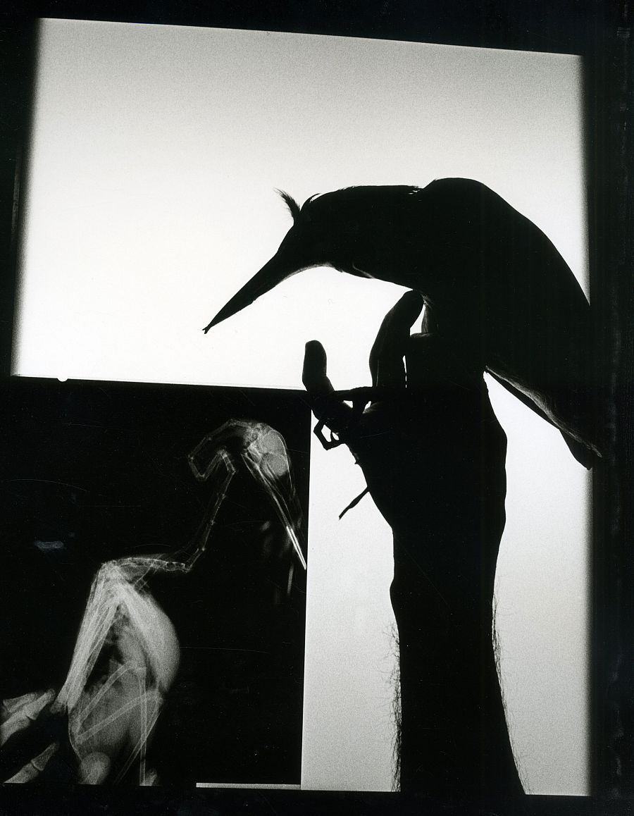 Rayos X de un pájaro, 1999, Graciela Iturbide