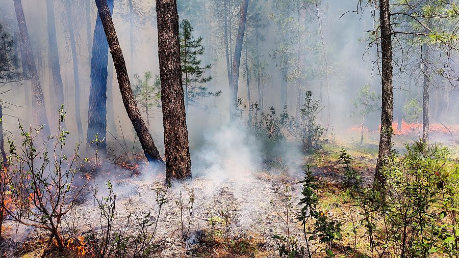 Incendios forestales