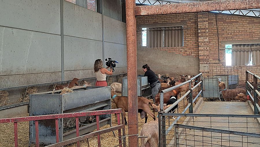 Remedios Sánchez en su explotación caprina.