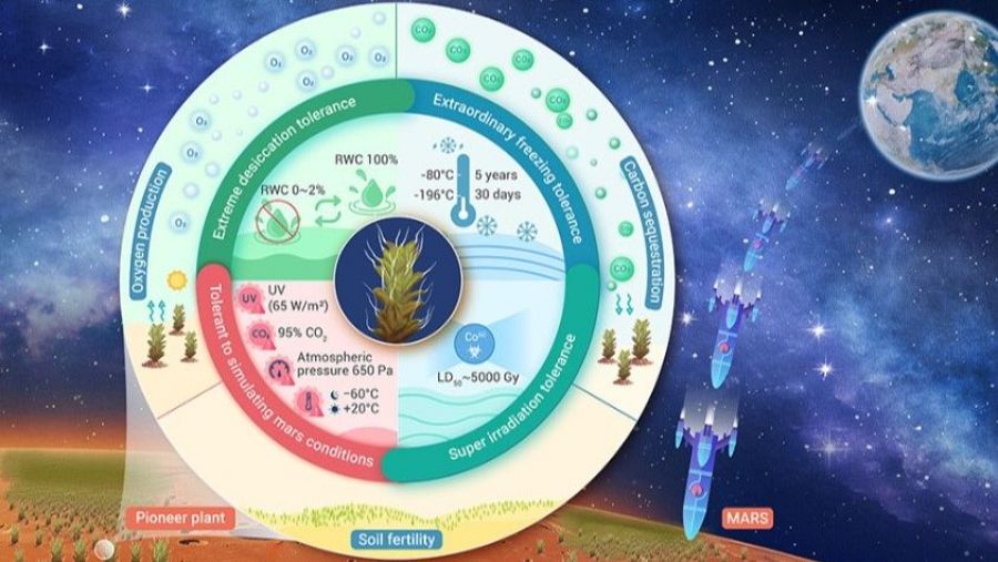 Gráfico propiedades del musgo Syntrichia Caninervis