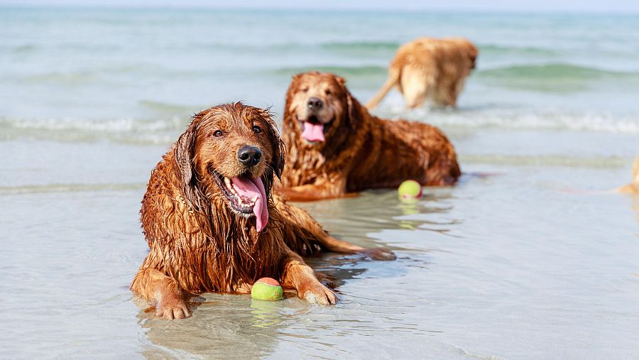 Imagen de perros disfrutando de un baño en la playa.