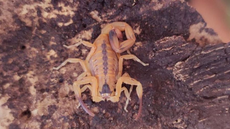 Imagen del escorpión extremadamente peligroso incautado en una vivienda de Gran Canaria.