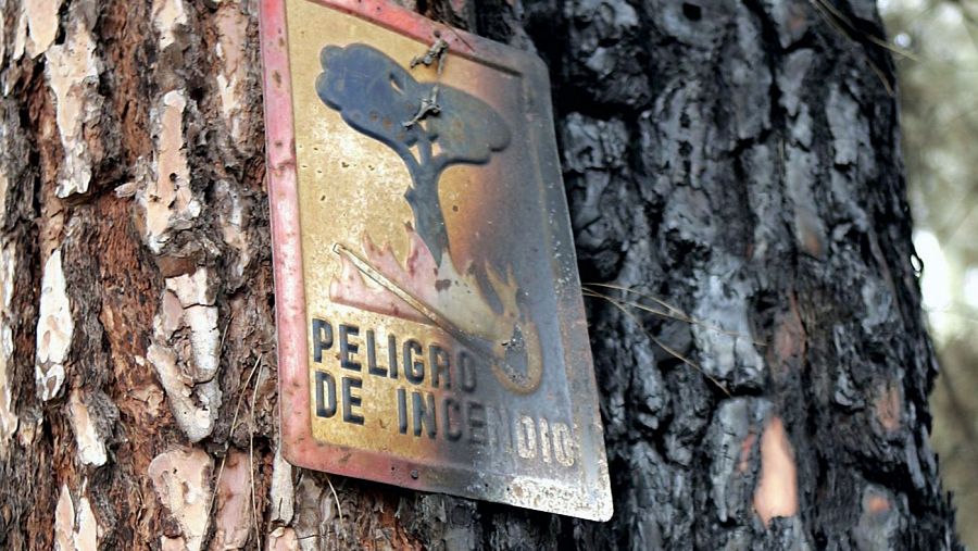 Un cartel en el tronco de un pino canario quemado por el fuego de un incendio.