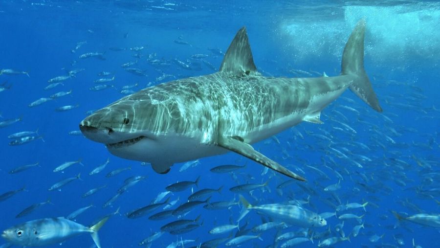 Investigadores analizarán si la población de  tiburones blancos de la costa gallega proviene del Mediterráneo