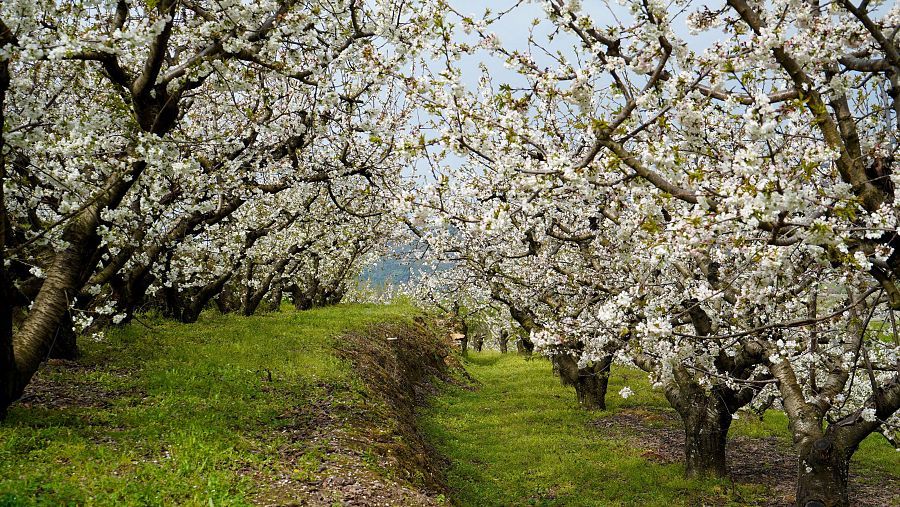 Cerezos del Valle del Jerte en floración