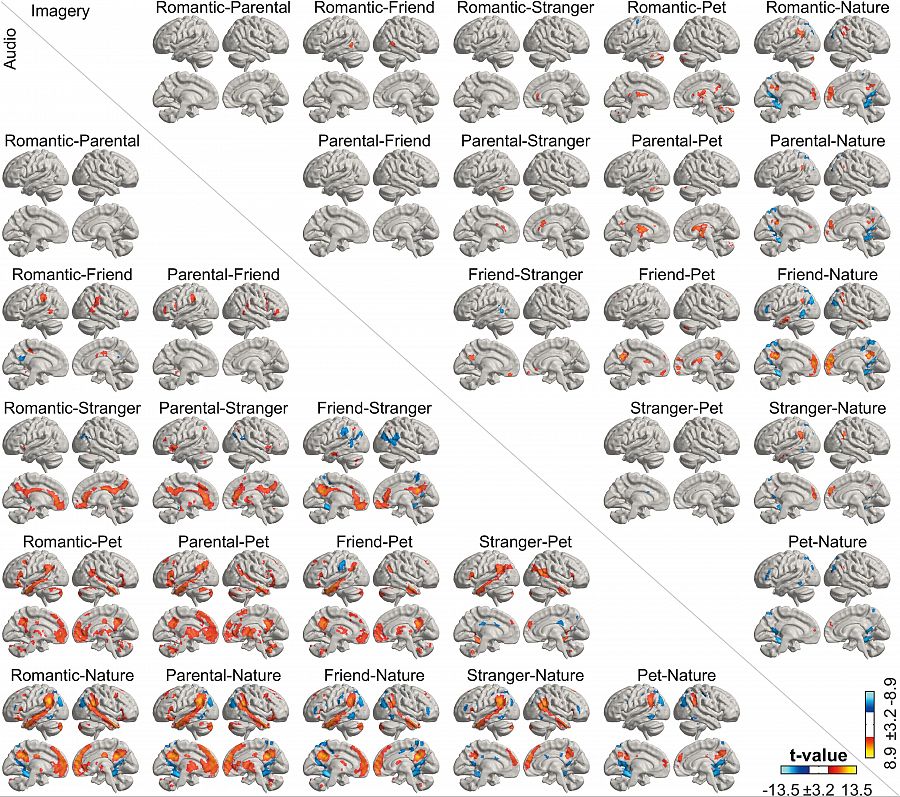 Un estudio desvela dónde reside el amor en el cerebro y cómo se activa