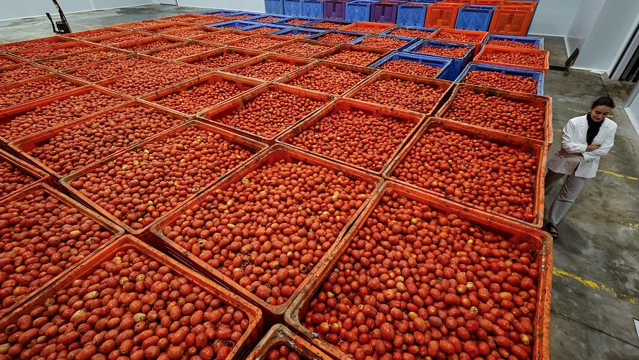 Mas de cien mil kilos de tomate ya preparados para la Tomatina