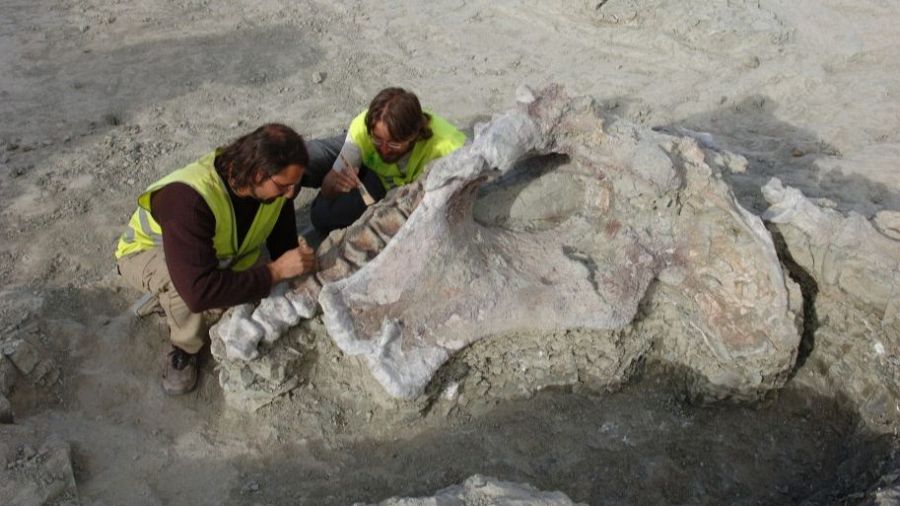 Nuevo dinosaurio gigante en Cuenca