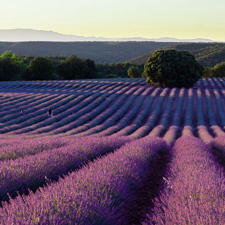 Campos de lavanda de Brihuega, en Guadalajara