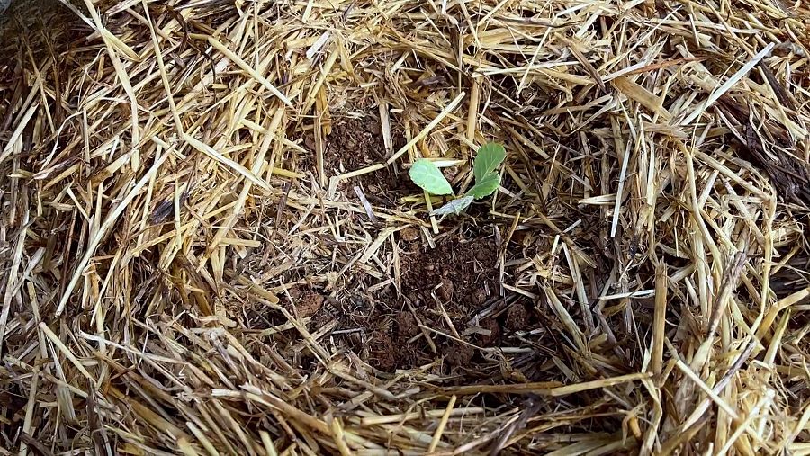 Cultivar sense llaurar