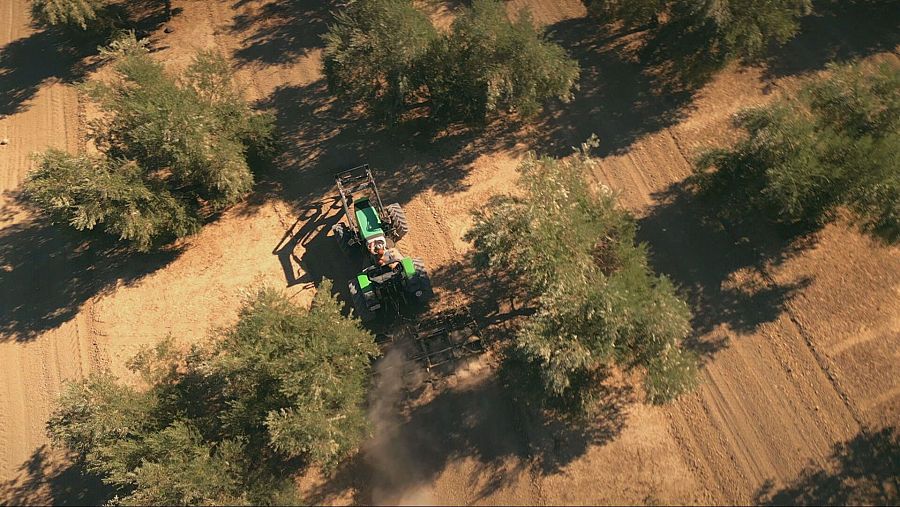 olivar y tractor entre los olivos