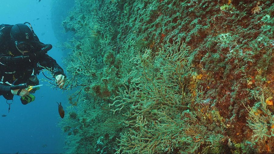 buceador recogiendo muestras de coral muerto