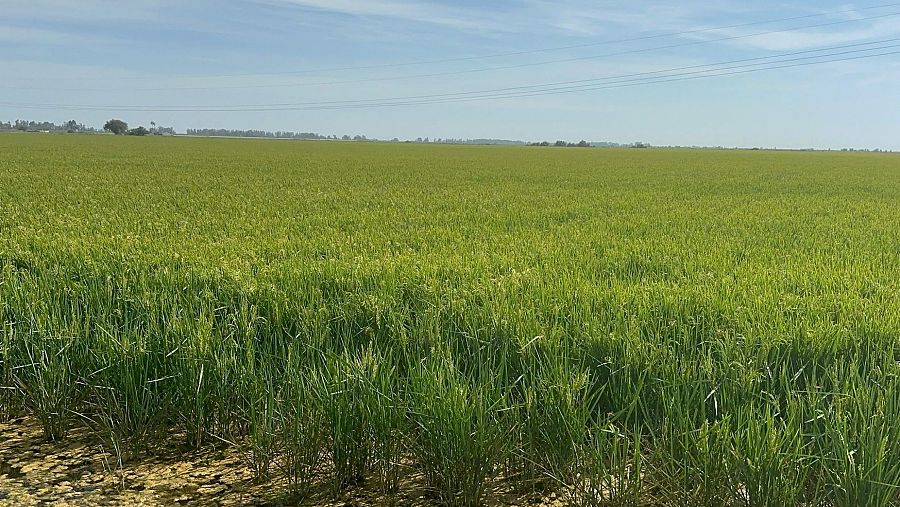 Campos de arroz en La Puebla del Río, Sevilla